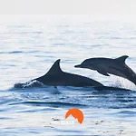 #105 T1 Silchoro By Home Holidays