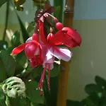 Vivenda Familia Pedro