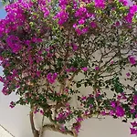 Sao Rafael Beach Apartment