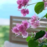 Buganvilla