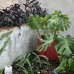 Casa Rustica Com Jardim Privado
