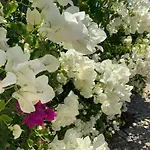 Guest House Alfarrobeiras