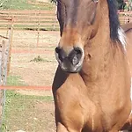 Caval'Emocao